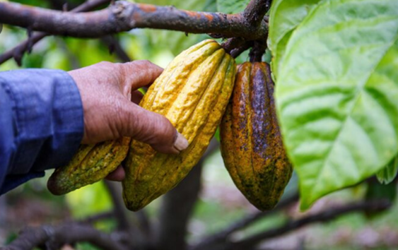 Cacao colombiano, futuro en crecimiento