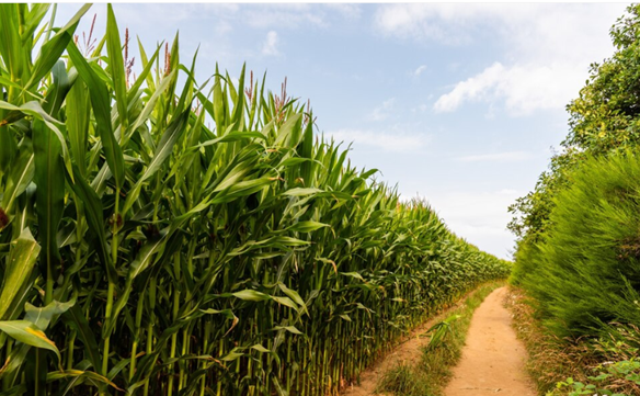 COLOMBIA: DESPENSA DEL MUNDO