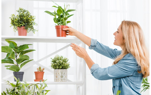 CONOCIMIENTOS ESENCIALES PARA EL CUIDADO DE LAS PLANTAS DENTRO DEL HOGAR