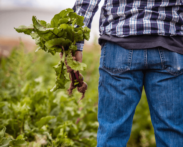 Agrotecnico