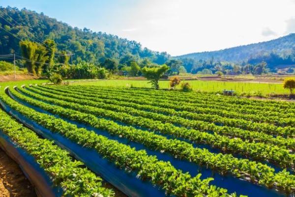 Agrotecnico